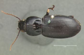 Media type: image;   Entomology 81 Aspect: habitus dorsal view